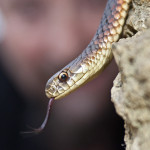 SNAKE_BY_YANNI_17-08-02011_08